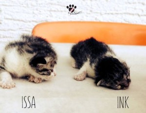 ink_issa1
